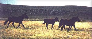 Wild Horses (Photo: Ben Bothma)