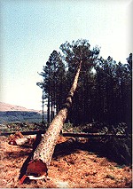 Pine tree being felled